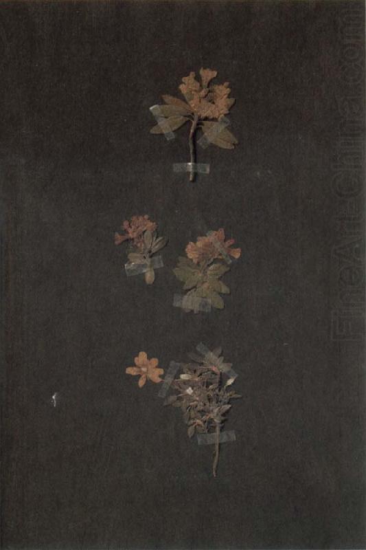 Herbarium, Paul Klee